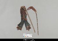 藏品(中國湖北皮影戲偶身-旦)的圖片